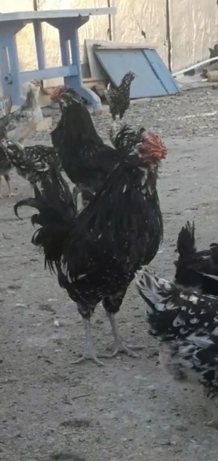 تخم مرغ گلین|حیوانات مزرعه|شهرکرد, |دیوار