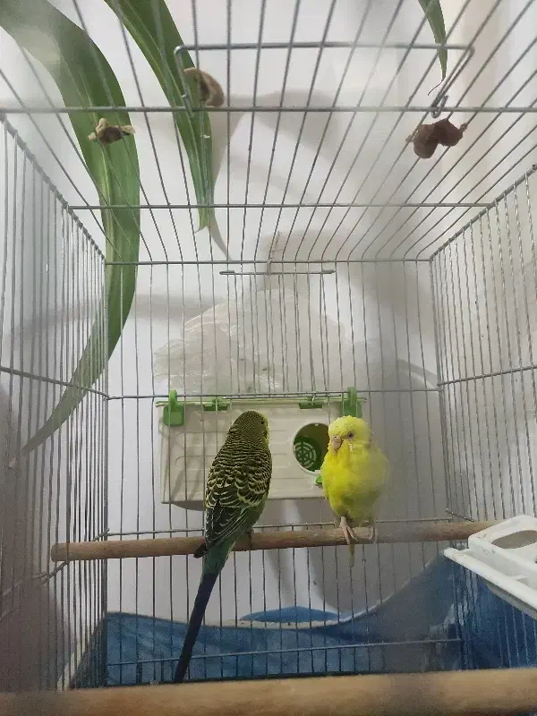 یک جفت مرغ عشق|پرنده|خمینی‌شهر, |دیوار