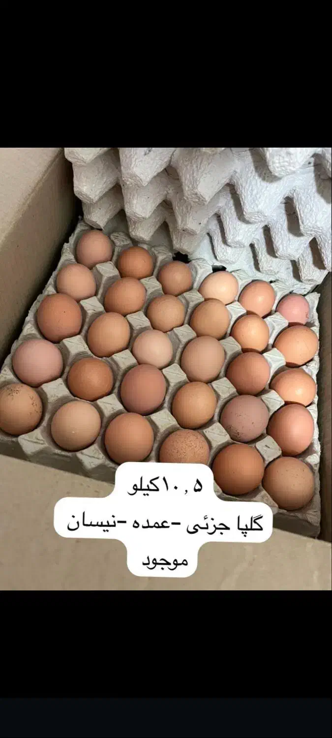 تخم مرغ بومی گلپایگانی .عمده،جزئی ،نیسان|خوردنی و آشامیدنی|پیر بکران, |دیوار