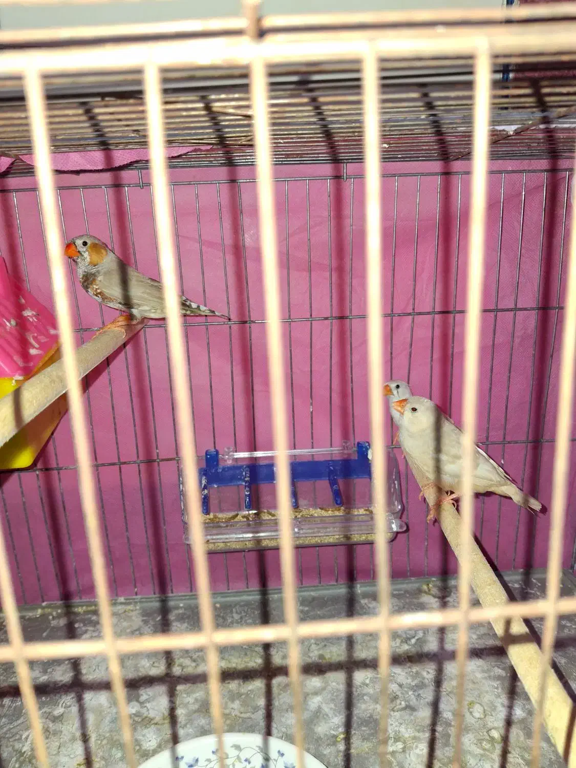 فنچ مولد دو ماده یه نر|پرنده|خان ببین, |دیوار