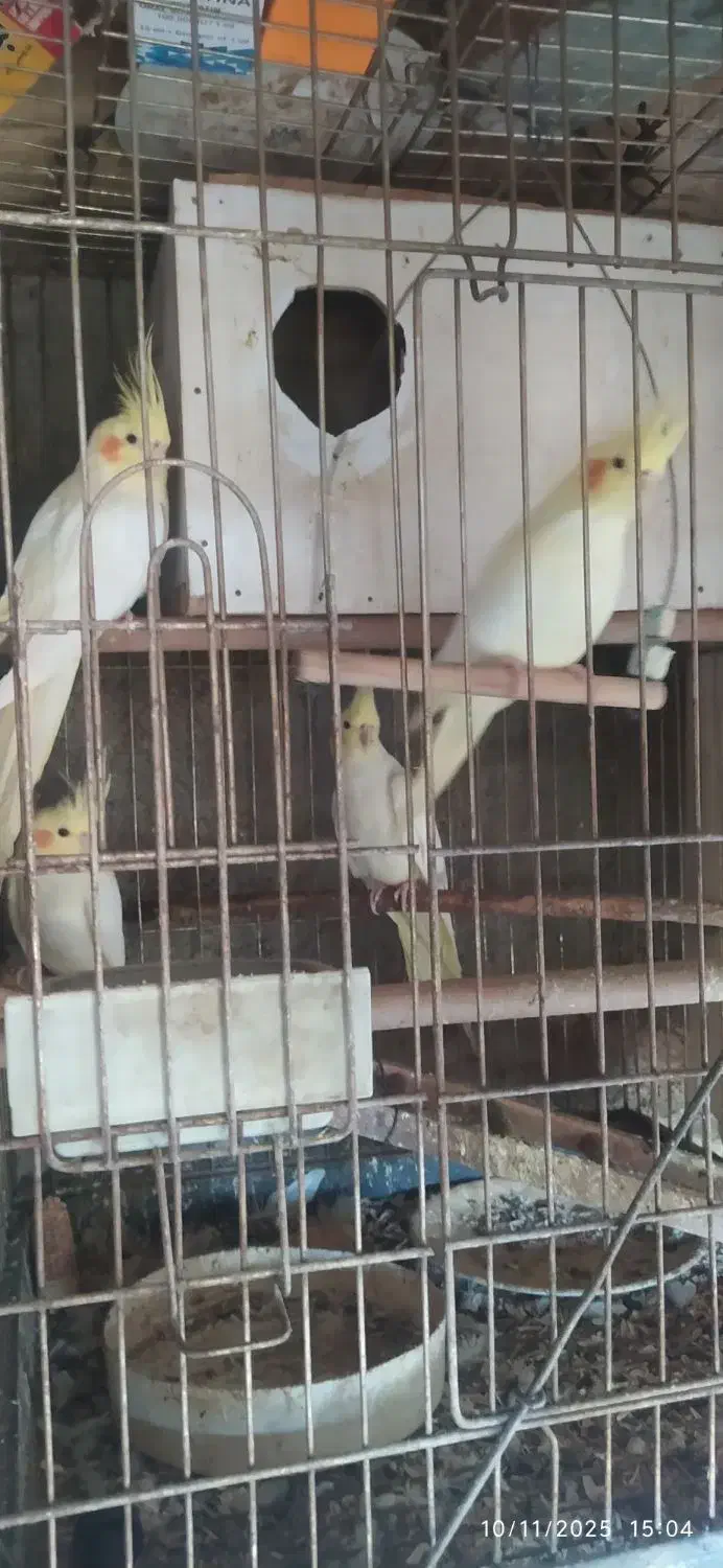 عروس هلندی|پرنده|قزوین, |دیوار