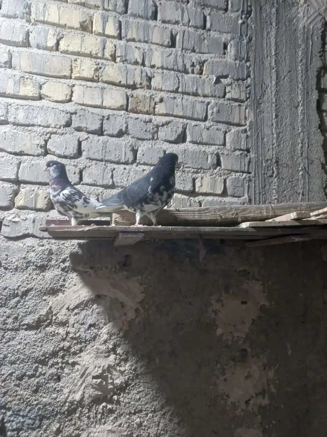 کبوتر|پرنده|شیراز, بهارستان|دیوار