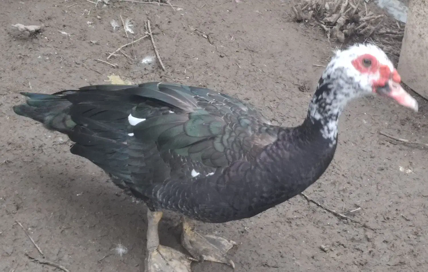 یک جفت اردک اسرائیلی بالغ|حیوانات مزرعه|لاهیجان, بازکیاگوراب|دیوار