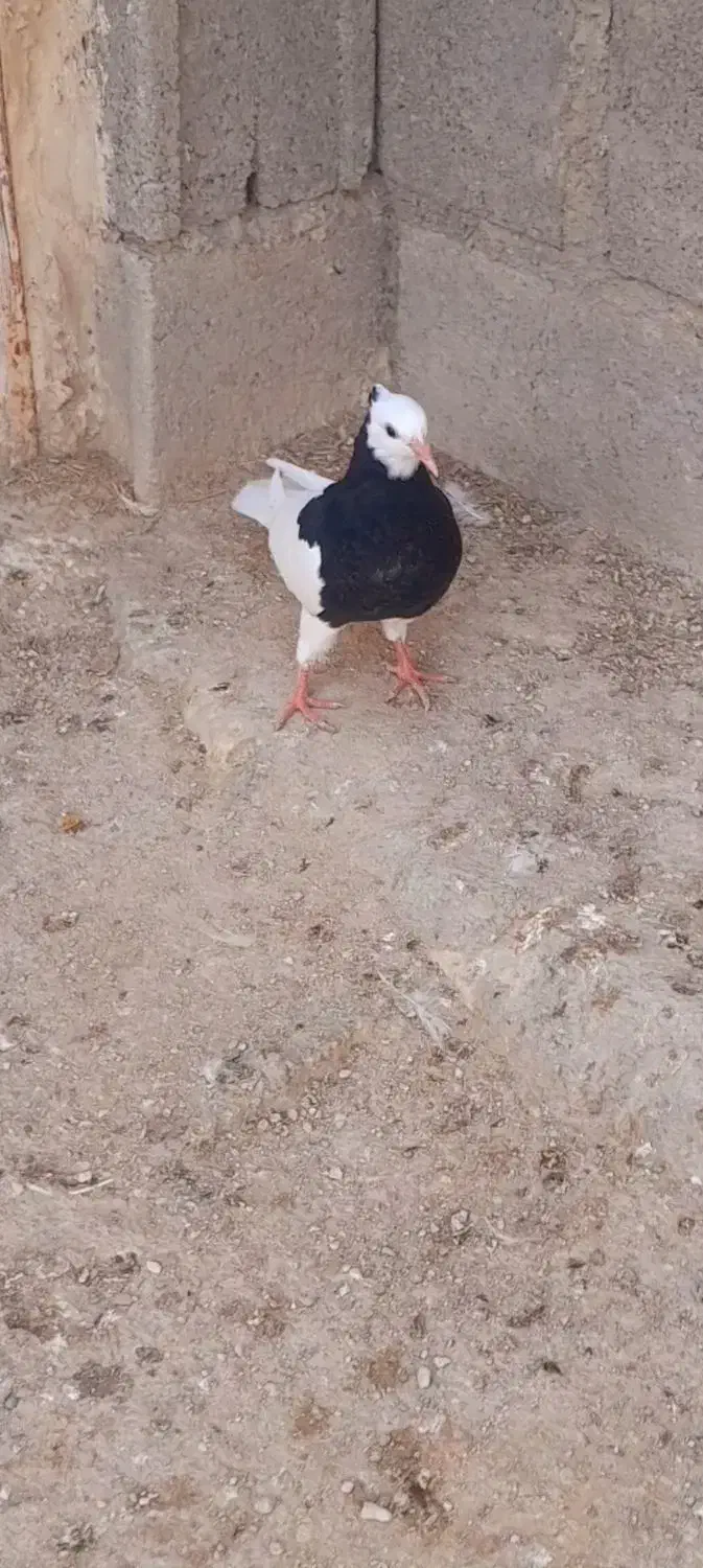 کفتر طووقی|پرنده|لامرد, |دیوار