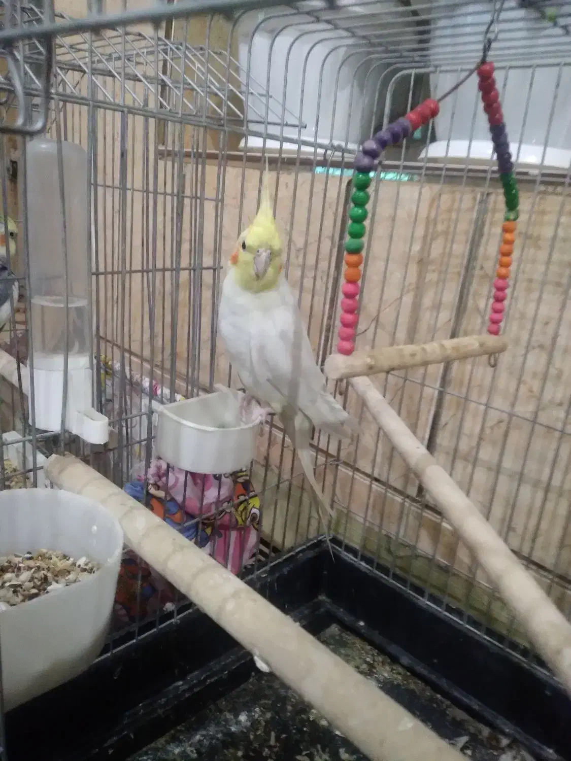 عروس هلندی نر سخنگو|پرنده|مرودشت, ثبت احوال|دیوار