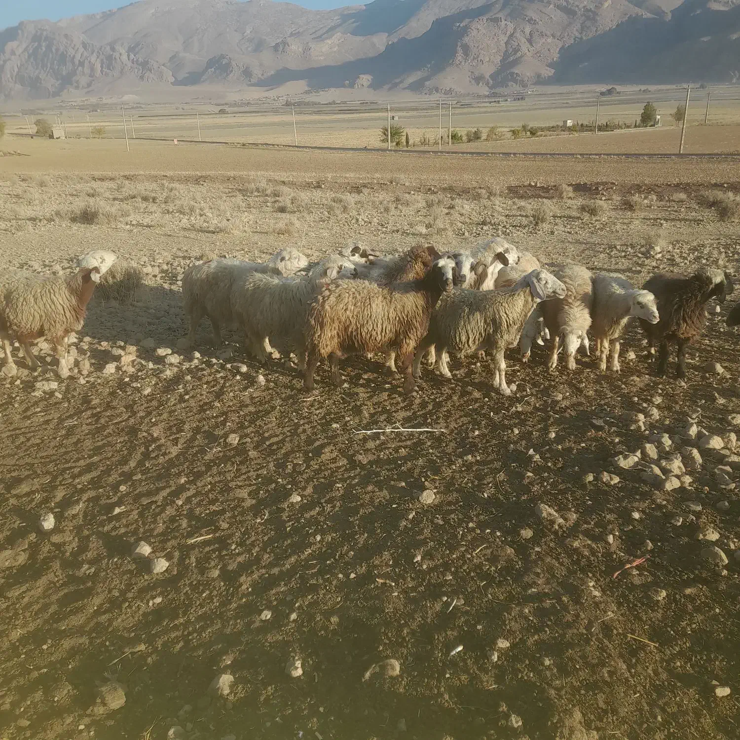 میش درجه یک|حیوانات مزرعه|مرودشت, نقش رستم|دیوار