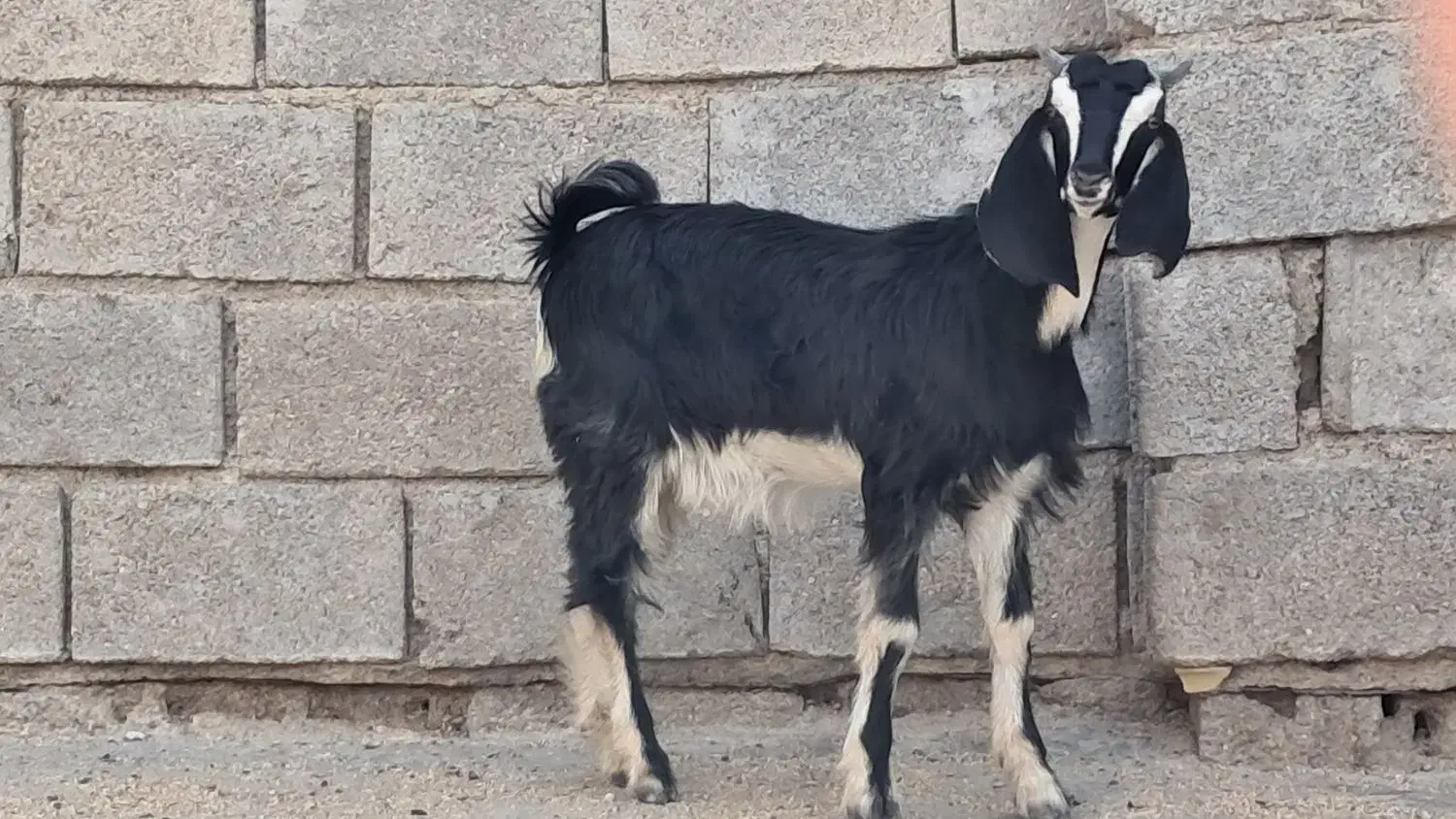 بزماده|حیوانات مزرعه|بندر ماهشهر, |دیوار