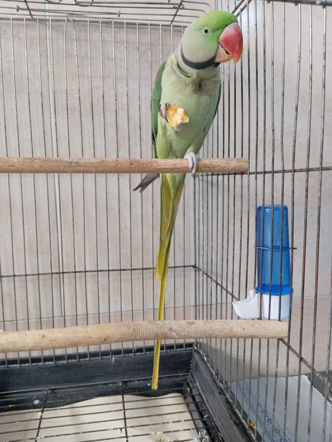 شاه طوطی دستی دستی|پرنده|قم, ولیعصر|دیوار