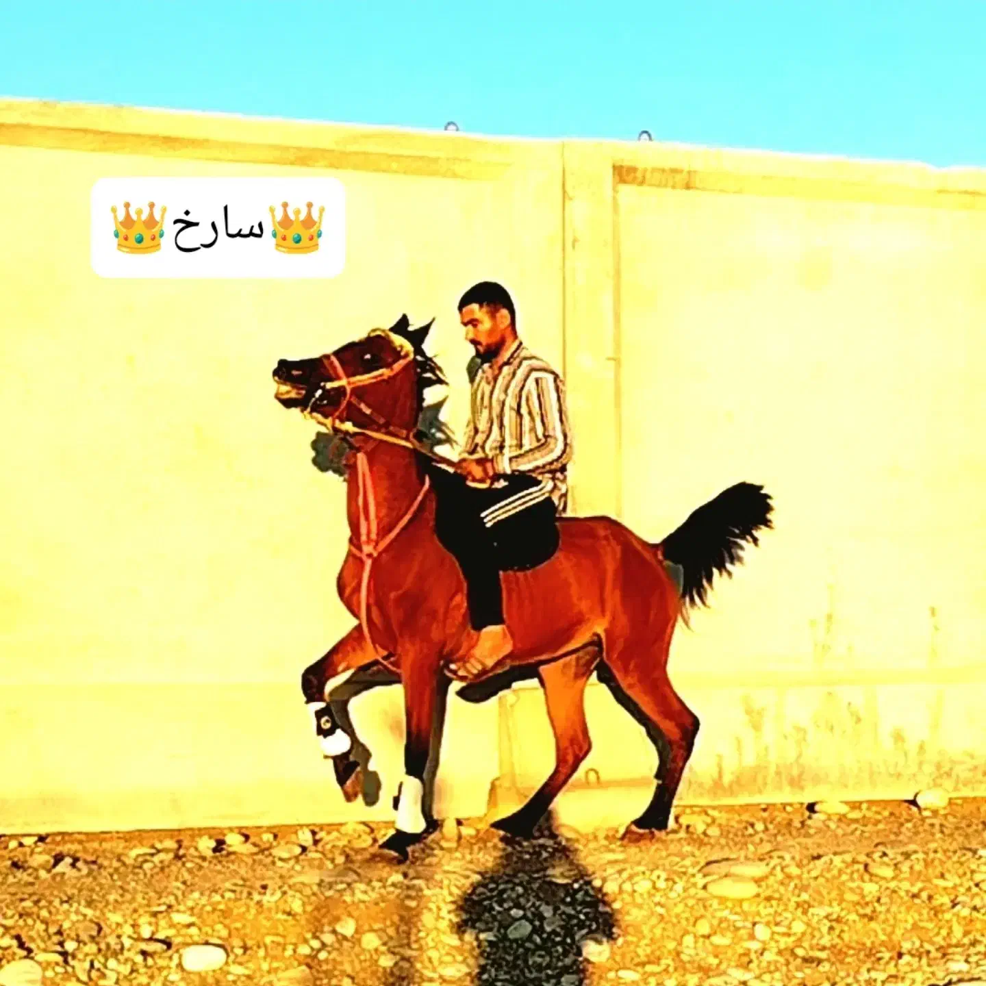 کره اسب|اسب و تجهیزات اسب‌سواری|دزفول, |دیوار