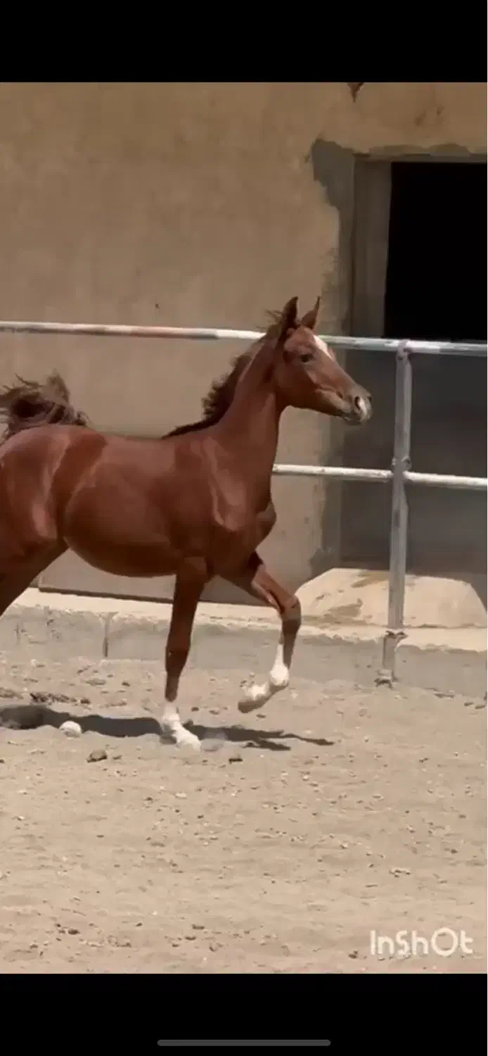 مادیان عرب خالص ایرانی(شویی) مدرکدار|اسب و تجهیزات اسب‌سواری|تهران, شهرک ولیعصر شمالی|دیوار