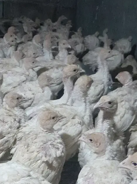 جوجه بوغلمون گوشتی|حیوانات مزرعه|تربت جام, والفجر|دیوار