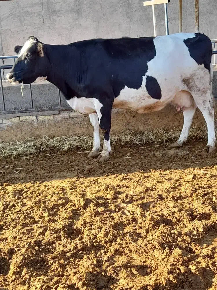 گاو شیری صنعتی آبستن سنگین|حیوانات مزرعه|دامغان, |دیوار