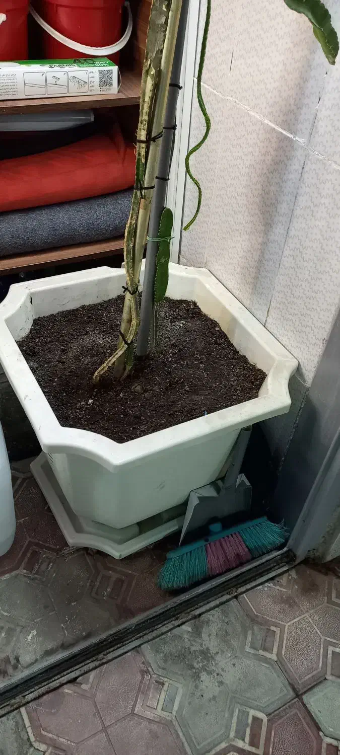 نهال دراگون فروت|گل و گیاه طبیعی|مشهد, رضاشهر|دیوار