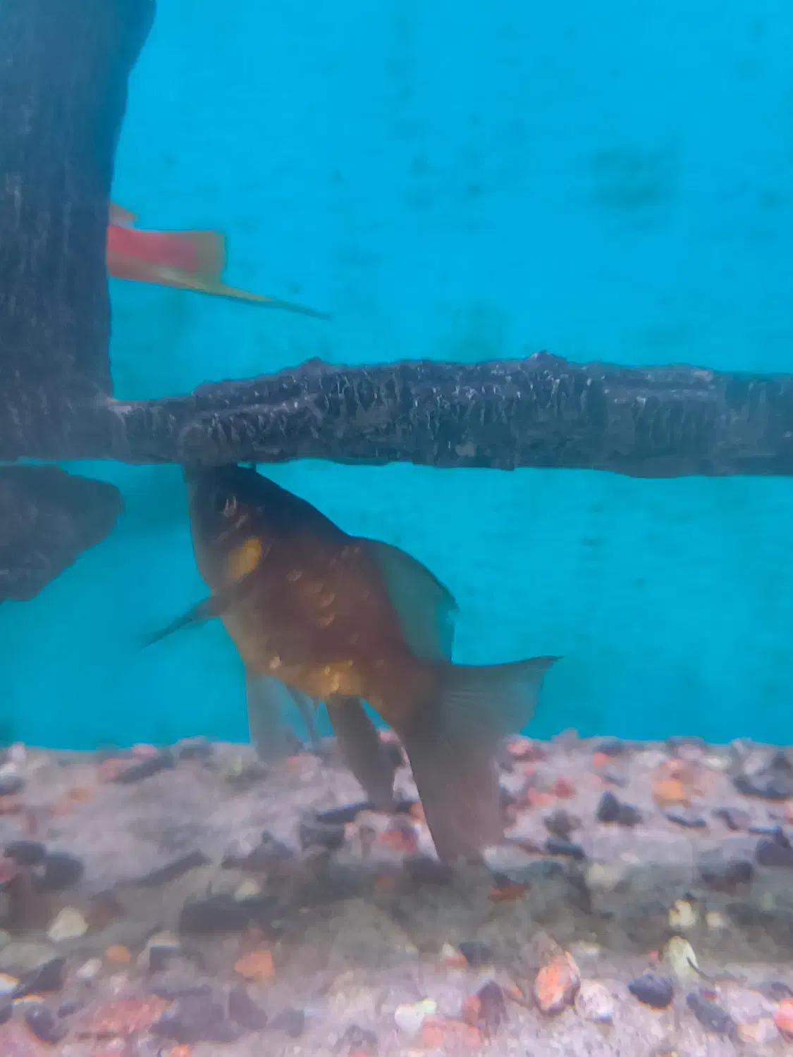 ماهی آکواریومی|ماهی|اردبیل, |دیوار