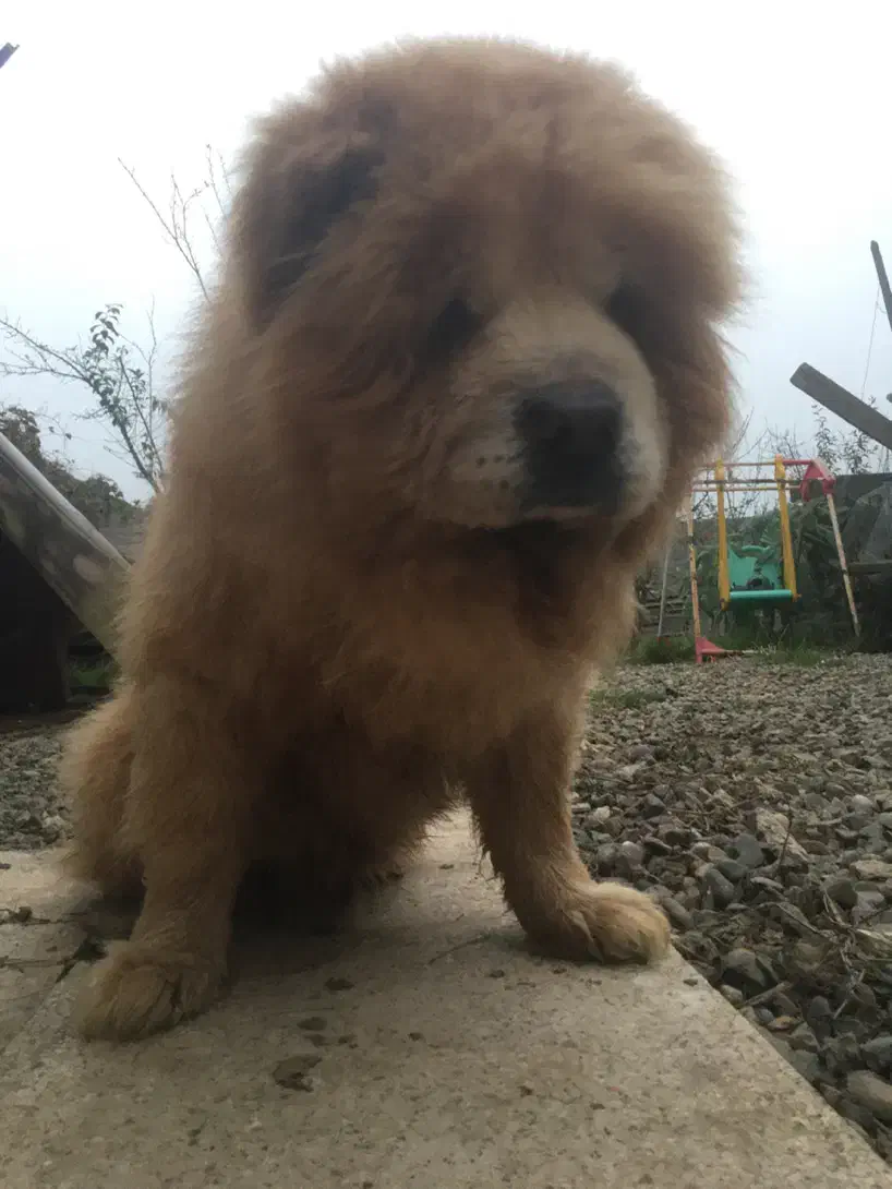 چاو چاوزبان بنفش  اصیل  پامر بلک ان تن  توضیحات|سگ|رشت, حمیدیان|دیوار