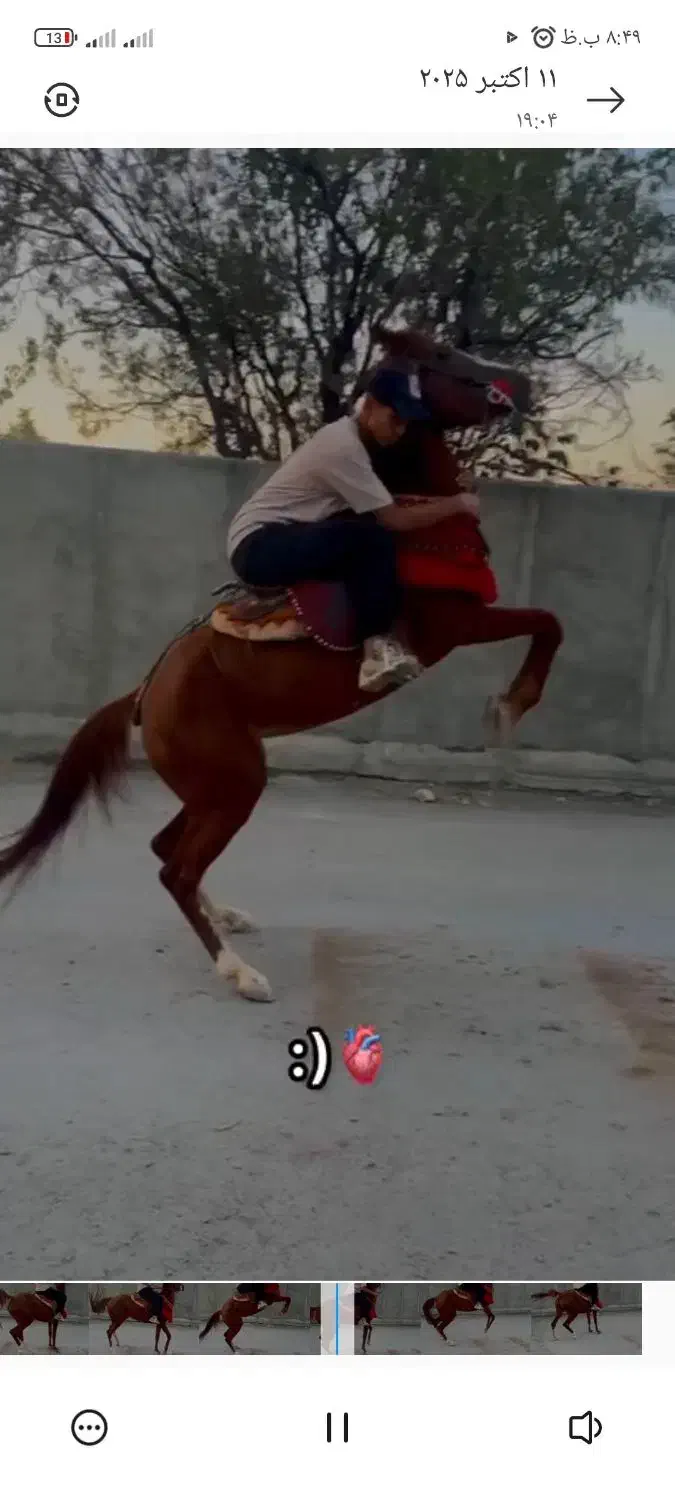 مادیون یسر عرب|اسب و تجهیزات اسب‌سواری|اراک, |دیوار