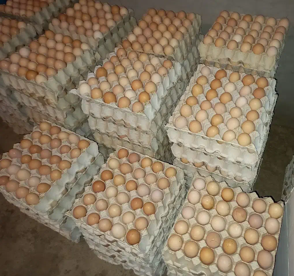 تخم مرغ محلی (گلپایگانی)|خوردنی و آشامیدنی|شهریار, شهرک شاهد|دیوار