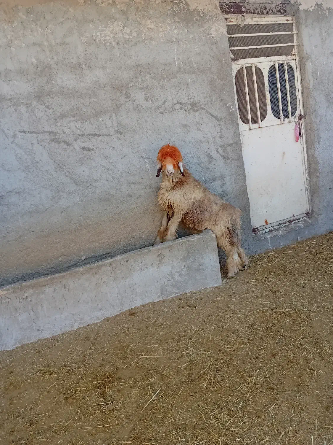 بره تخمی|حیوانات مزرعه|ایذه, |دیوار