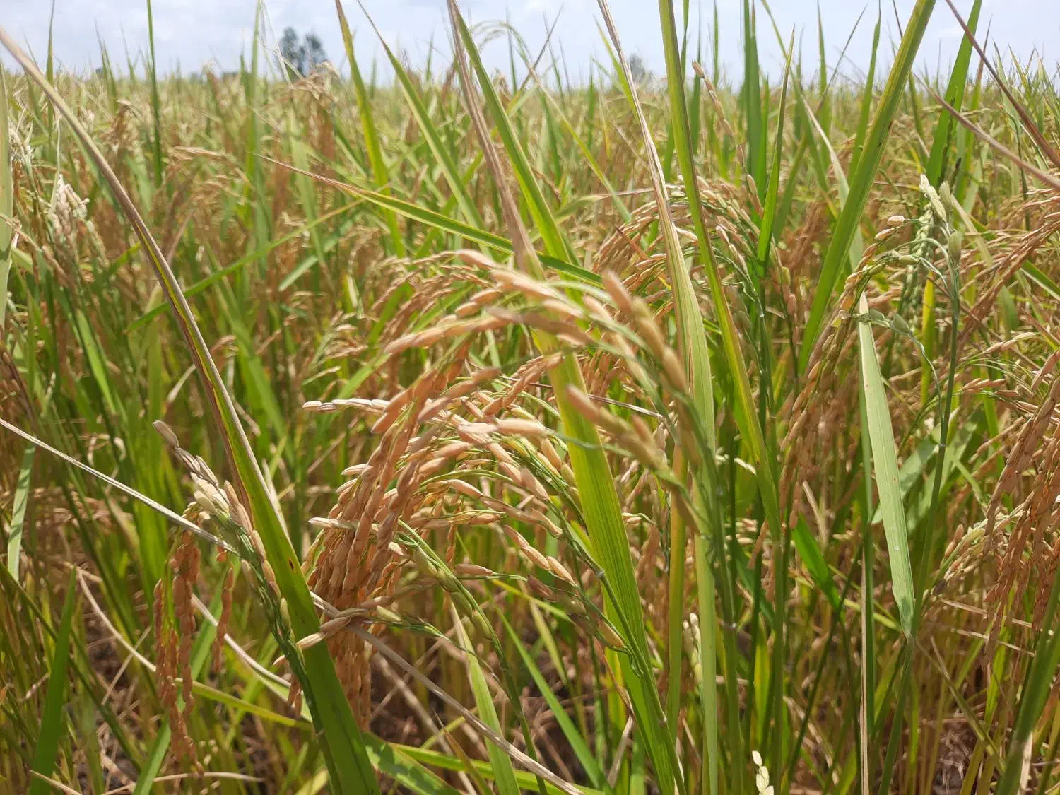 برنج طارم هاشمی معطر خوشپخت امساله،برنج ایرانی|خوردنی و آشامیدنی|آمل, |دیوار