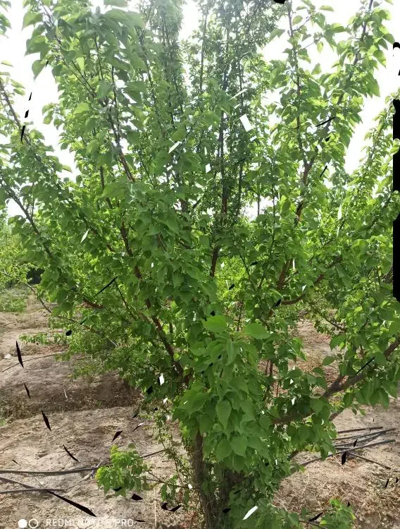فروش باغ 481 مجموعه باغی بهتر از باغهای دیگه|فروش زمین و ملک کلنگی|اصفهان, قهاب جنوبی|دیوار