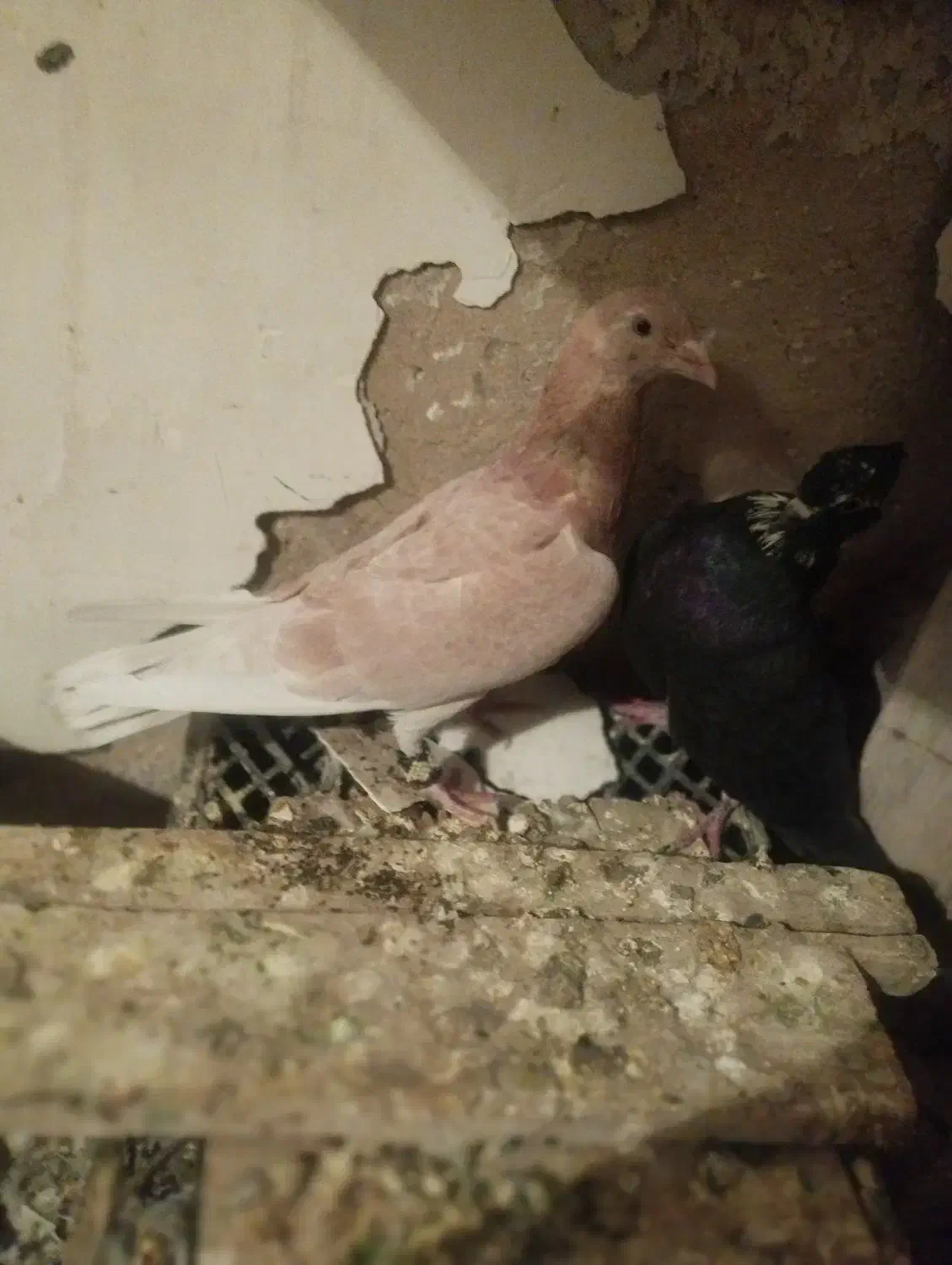 کوهی دورگ دوجفت|پرنده|فولادشهر, فولادشهر|دیوار