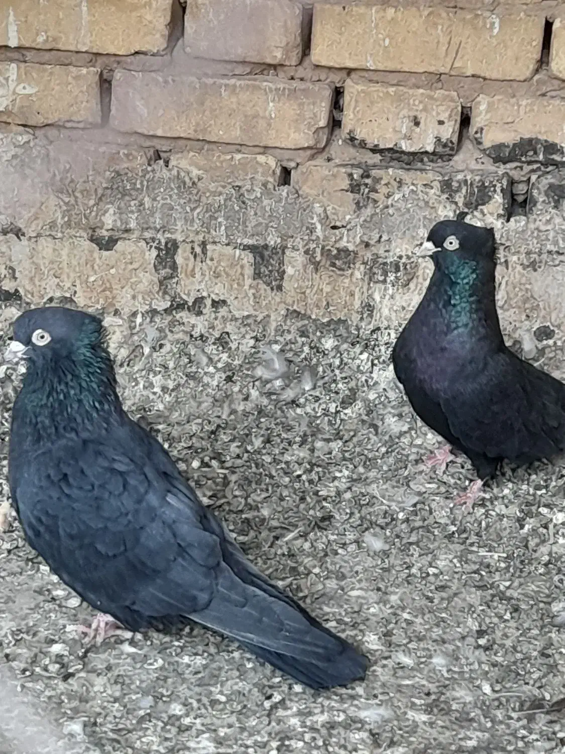 کبوتر فروشی|پرنده|اشکذر, |دیوار