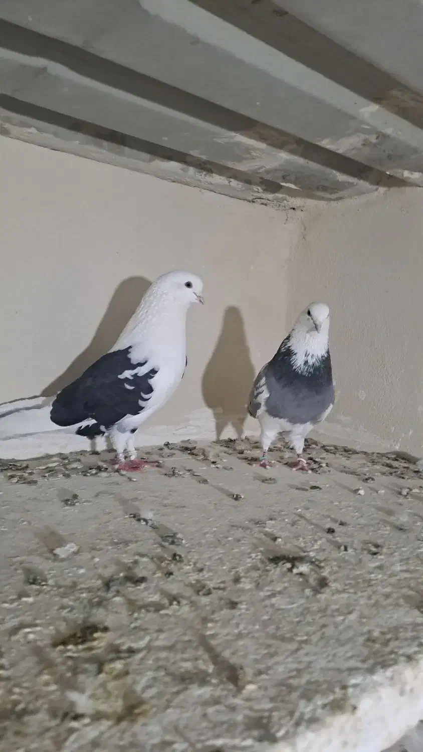 جفت کفتر پرش سنگین|پرنده|ارومیه, |دیوار