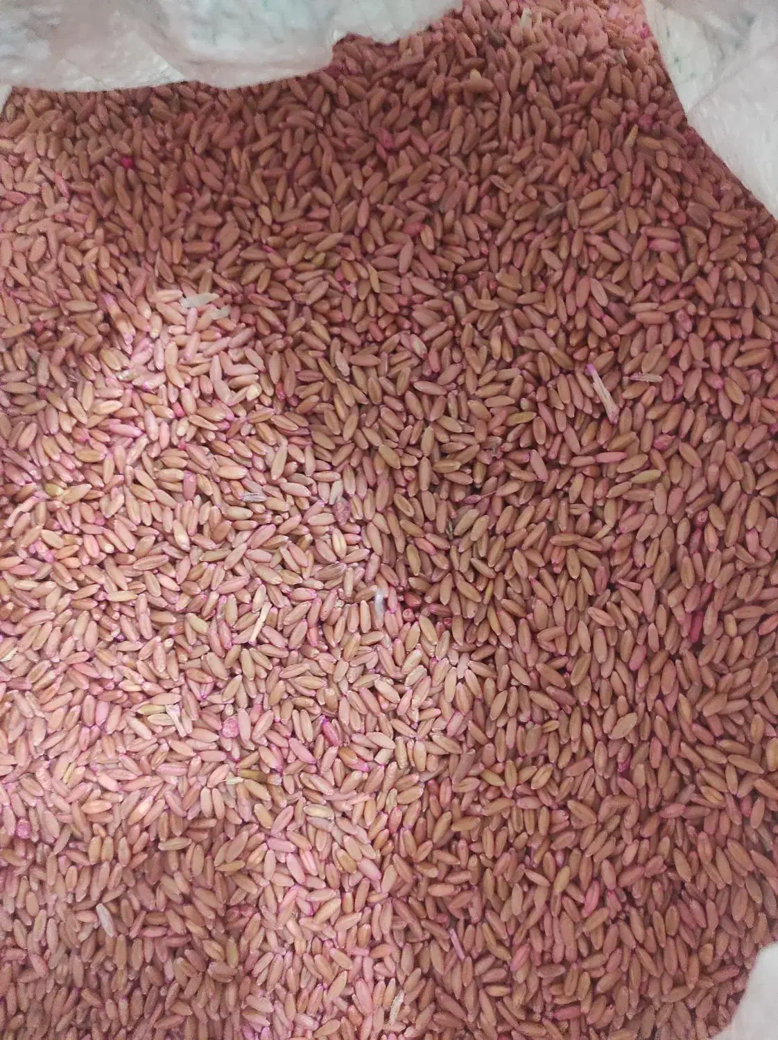 بذر گندم دیم|خدمات باغبانی و درختکاری|دهگلان, |دیوار