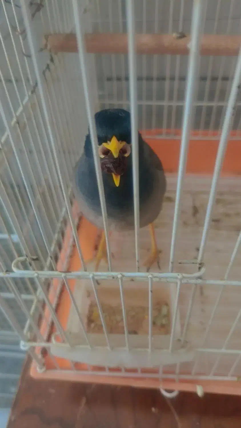 جوجه عروس هلندی و مرغ مینا|پرنده|دوگنبدان, |دیوار