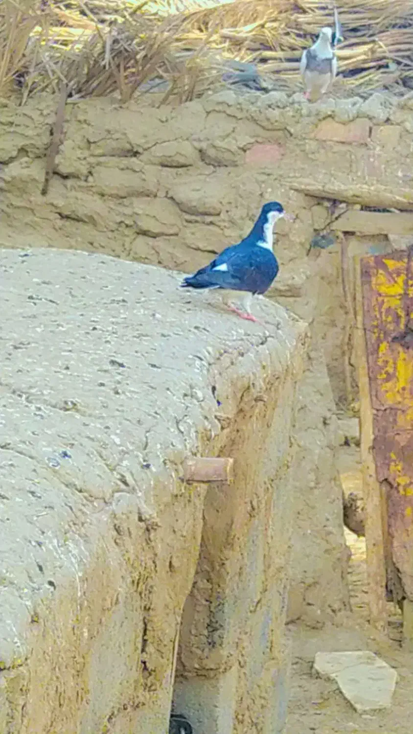 جفت کبوتر  ساده وضد اتیغه معاوضه ای با پرشی|پرنده|کرباسک, |دیوار