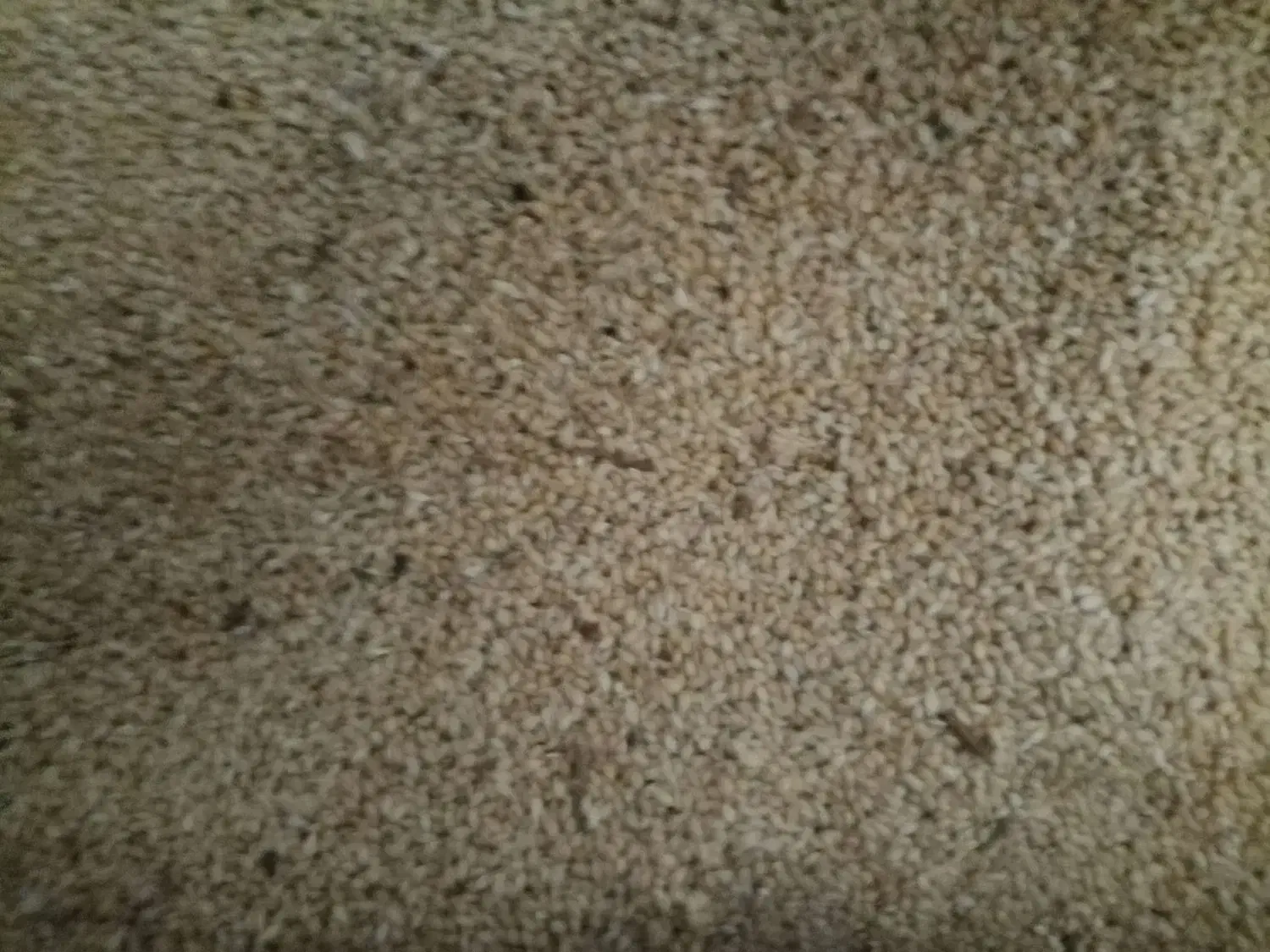 فروش ۳۰۰ کیلو دانه ارزن|خوردنی و آشامیدنی|بهمن صغاد, |دیوار