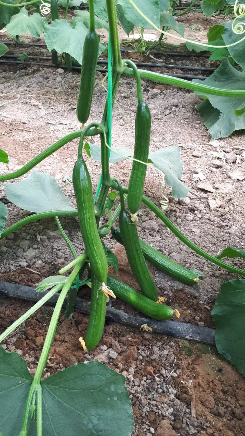 فروش گلخانه|فروش دفتر صنعتی، کشاورزی، تجاری|اشکذر, |دیوار