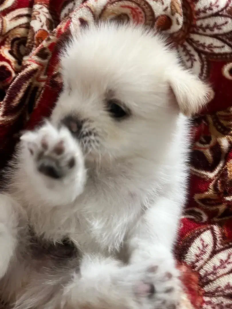 پامر اشپیتز|سگ|یاسوج, |دیوار