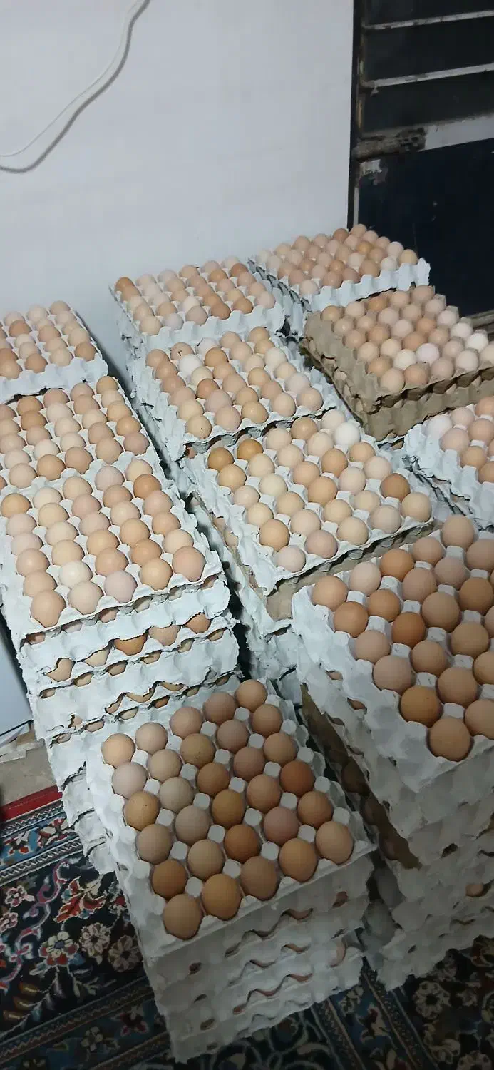 تخم مرغ محلی و رسمی تازه‌و درشت|خوردنی و آشامیدنی|همدان, |دیوار