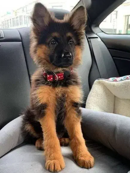 توله ژرمن|سگ|رشت, فخب|دیوار