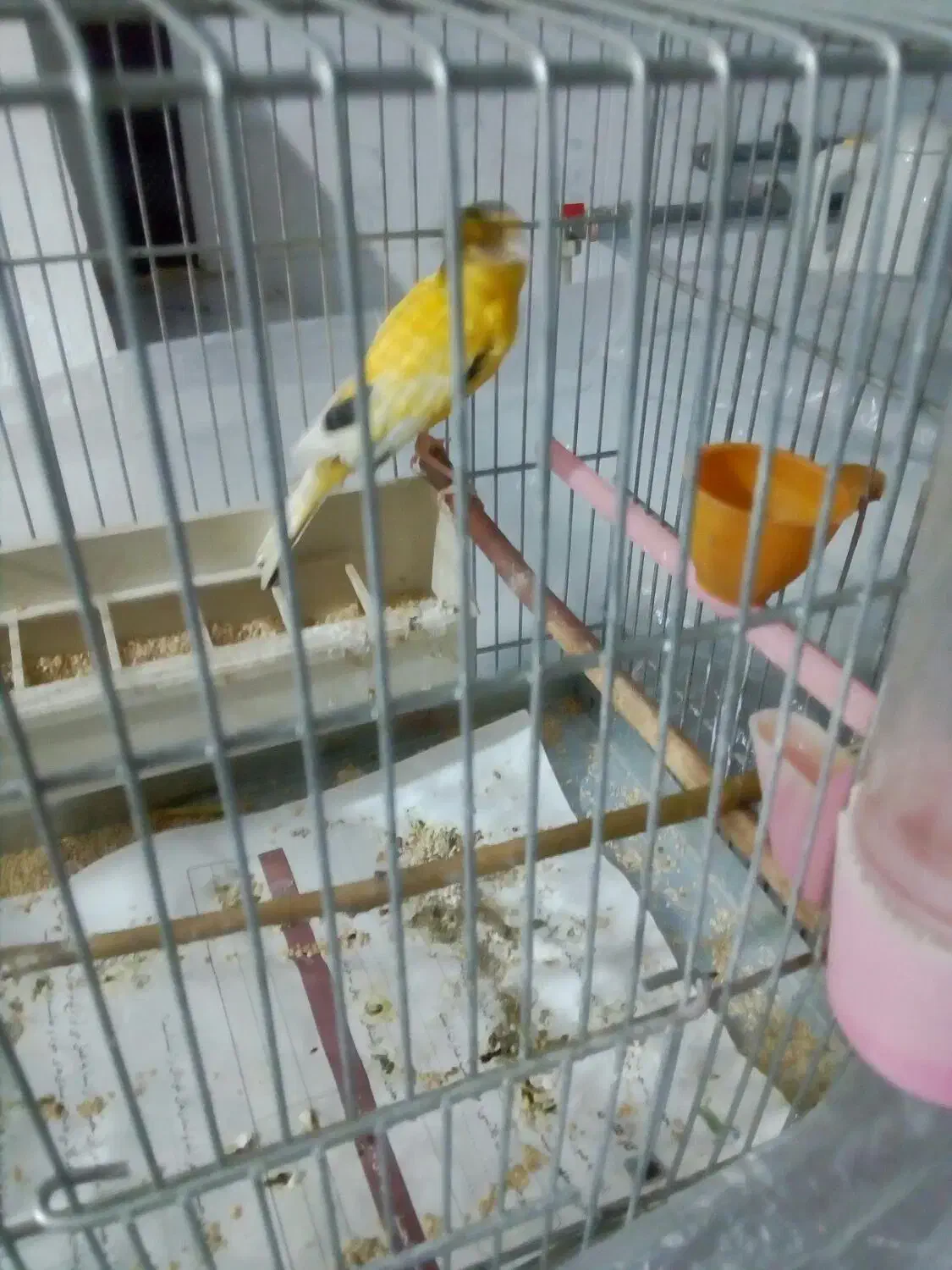 قناری نر مست مست|پرنده|بروجرد, |دیوار