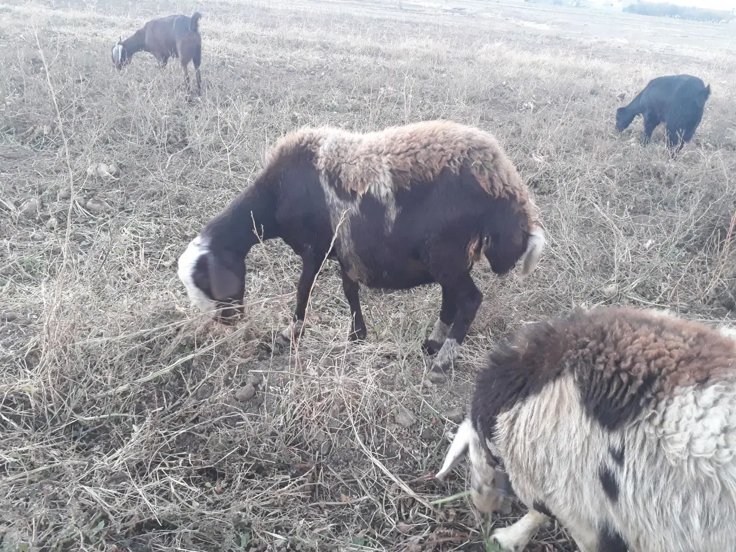 یک عدد گوسفند افشاری|حیوانات مزرعه|بروجرد, |دیوار