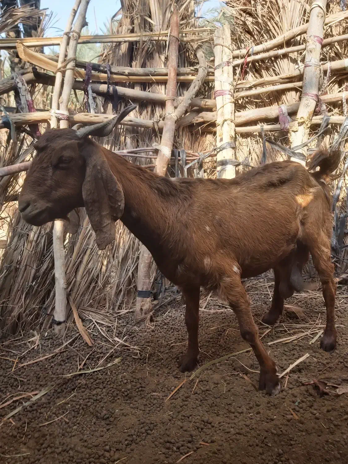 بزو کهره ماده|حیوانات مزرعه|اسماعیلی, |دیوار