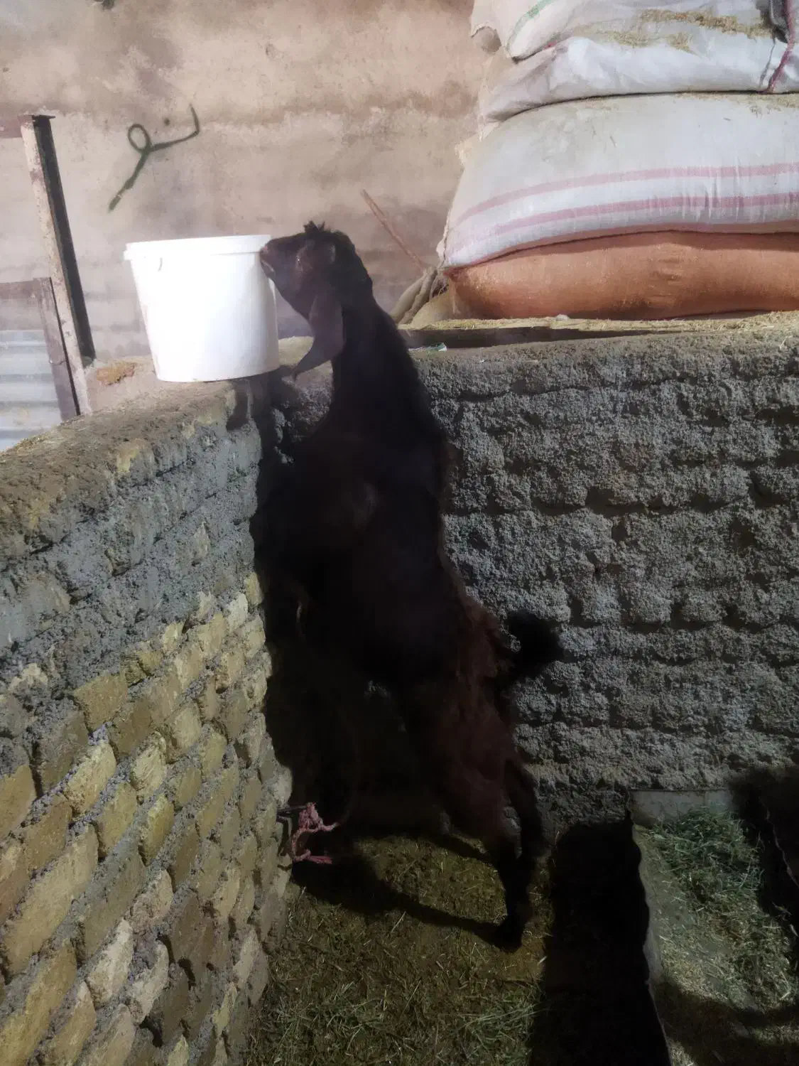 بزغاله نر|حیوانات مزرعه|زاغه, |دیوار