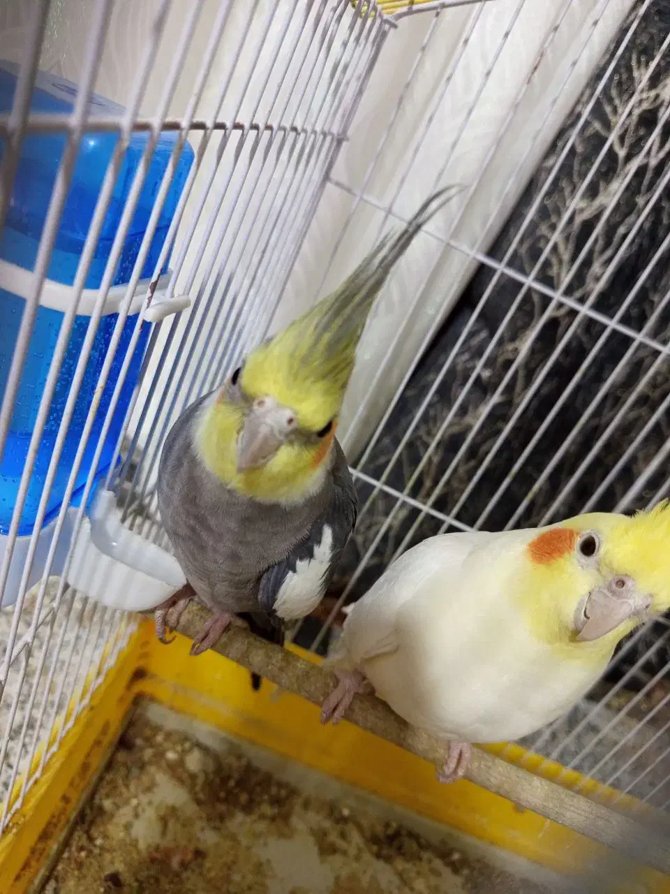 عروس هلندی نر|پرنده|زابل, |دیوار