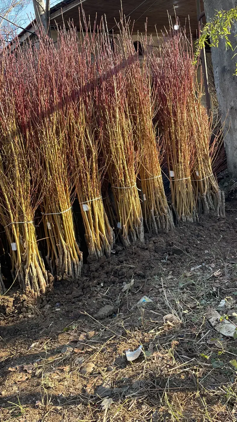 گردوتخصصماس|خدمات باغبانی و درختکاری|تهران, دکتر هوشیار|دیوار