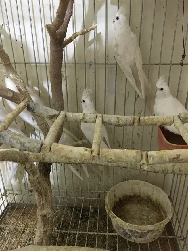 عروس هلندی آلبینو خالص چشم شرابی|پرنده|شهریار, شهریار|دیوار