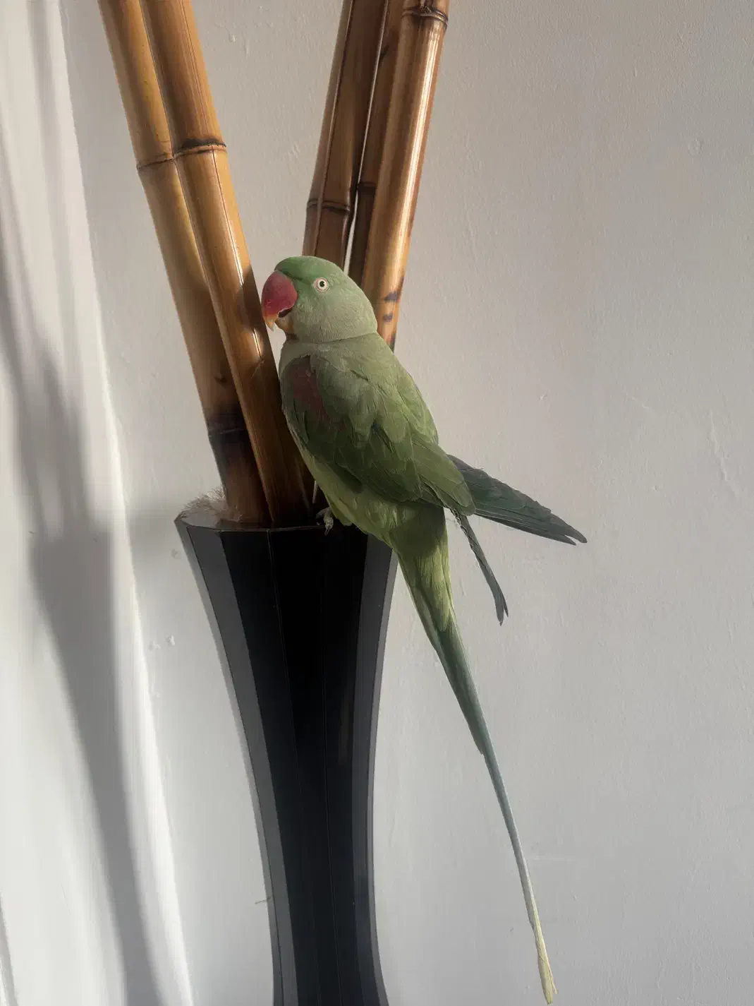 شاه طوطی دستی|پرنده|بومهن, |دیوار