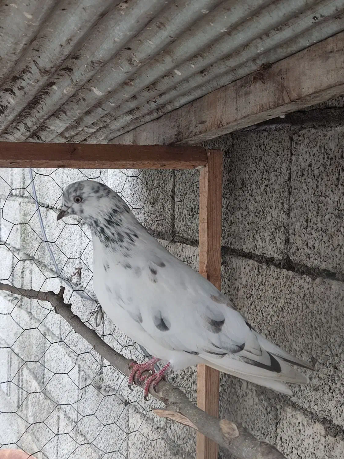 کبوتر|پرنده|خرمآباد (تنکابن), |دیوار