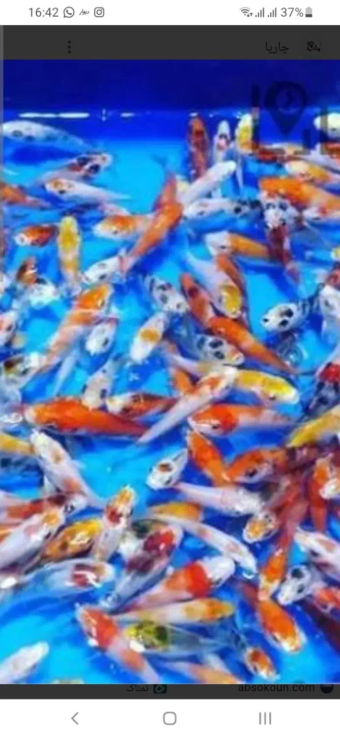 انواع امور وگلدفیش وکوی|ماهی|تهران, آبشار تهران (دریاچه)|دیوار