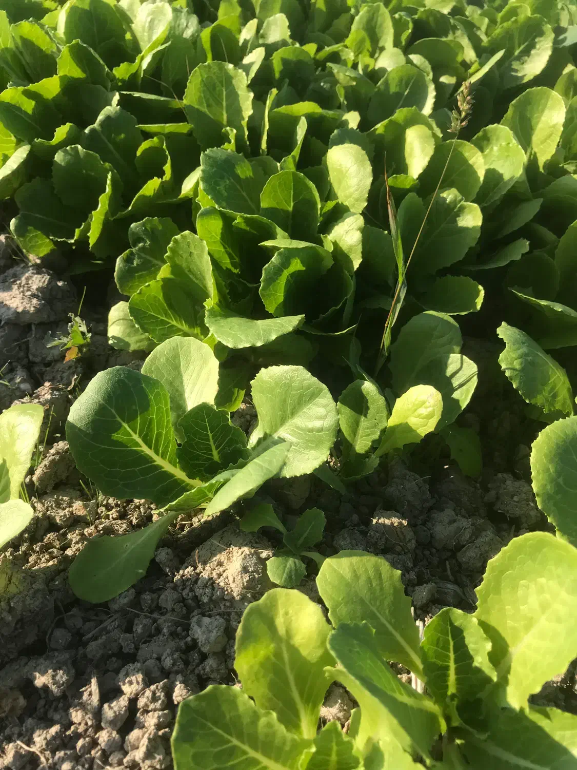 فروش نشا کاهو|خدمات باغبانی و درختکاری|سورک, |دیوار