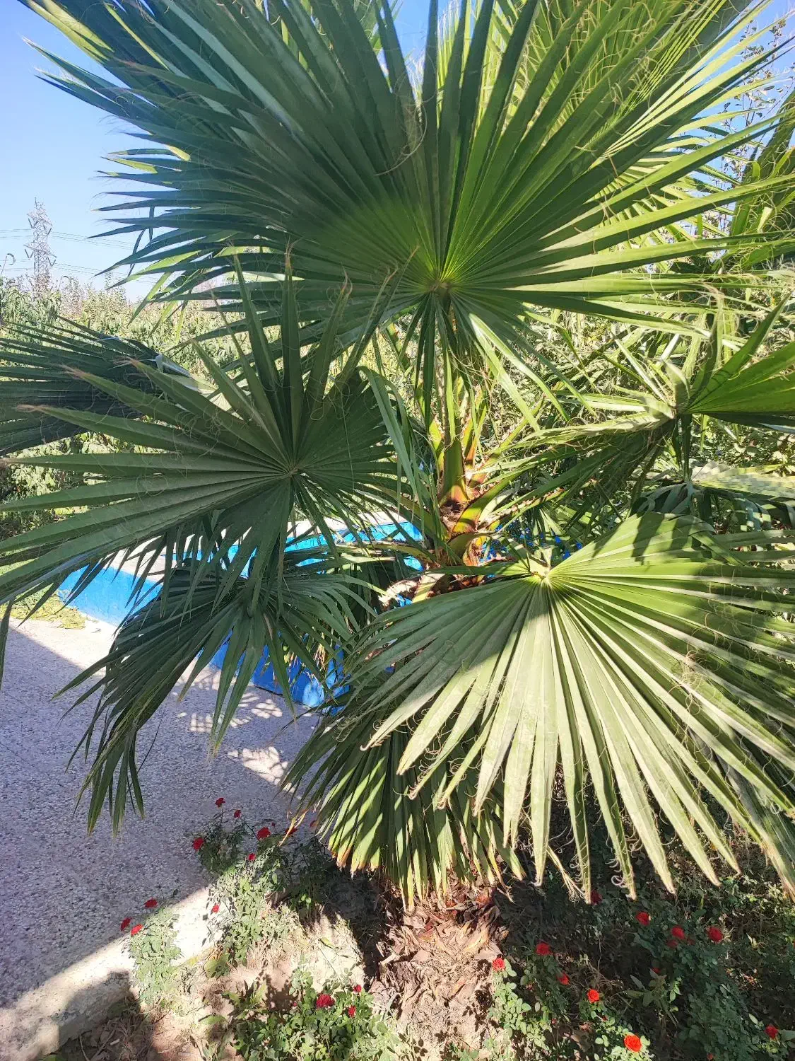 باغ ویلا|فروش خانه و ویلا|فشاپویه, |دیوار