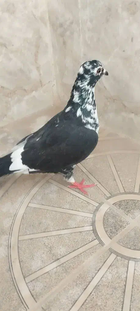 کبوتر ماده|پرنده|خاش, |دیوار