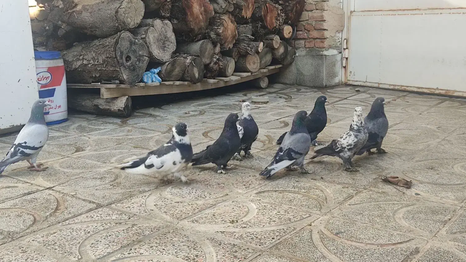 کبوتر سسلی|پرنده|نوشین شهر, |دیوار