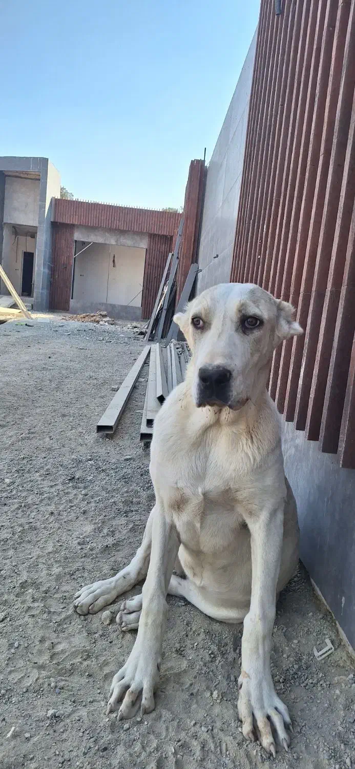 توله آلابای|سگ|اصفهان, ارغوانیه|دیوار